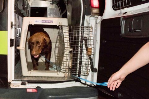 23 dogs removed from a Montgomery Co. doggie daycare reunited with their owners
