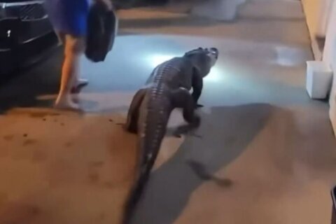 See you later, alligator! Fairfax Co. police escort swampy reptile out of motel