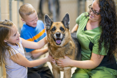 Community sweeps in to foster 40 animals from overheated shelter in Montgomery County