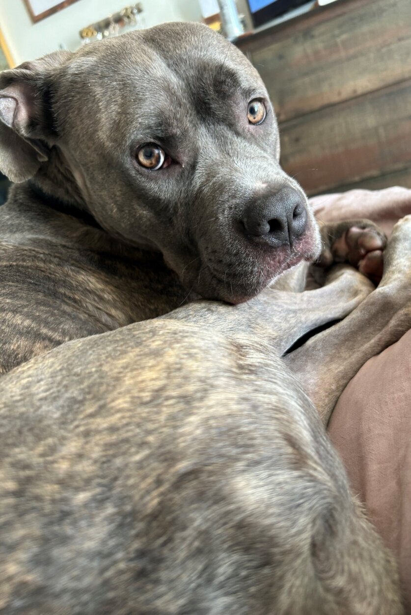 Pet of the Week: Artemis