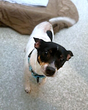 <p>Looking for a dog who brings the fun <i>and</i> the snuggles? Say hello to Block Party – a 6-year-old Jack Russel/terrier mix with a heart full of love and a tail that never stops wagging. This sweet little guy is as affectionate as they come. His signature move? Gently nudging your hand for pets – and trust us, it’s pure cuteness overload!</p>
<p>Block Party came to us from another shelter, and while he’s been nothing but patient, he’s more than ready to find his forever family. He’s got just the right amount of energy, loves to be around people, and is always up for a cuddle or a stroll around the block.</p>
<p>If you&#8217;re ready to add a loyal, loving companion to your life, Block Party is ready to be your guest of honor – every day. Come meet this precious mini man and let the good times roll!</p>
