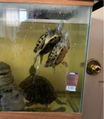 <p>Carmichael, Cohen and Walsh would love to be adopted together. Adopt one (or more!) and HRA will waive the adoption fee when adopting another one!</p>
<p>Carmichael, Cohen and Walsh are young red-eared slider turtles. They recently arrived at the shelter after their owner could no longer care for them. They were not in the best shape (shell shedding) but they are safe now and getting good care.</p>
<p>They very much need adopters who are familiar with turtle care. With proper care, good meals and better living conditions, they will heal and thrive.</p>
<p>They have been enjoying time swimming around in the turtle pond and getting good meals and exercise.</p>
<p>Turtles like to eat dried fish and mealworms. They also like shrimp and pellets. Turtles like to eat crickets, leafy greens and other veggies. They really enjoy and need a variety of foods!</p>
<p>Turtles can live to up to 40 years! They need to be provided with swimming water, ambient air and basking area. Water should be maintained within the range of 75 to 80 degrees Fahrenheit; ambient air between 80 and 85 degrees, and the basking area should be kept between 85 and 95 degrees.</p>
<p>These neat pets do have unique housing, dietary and set-up needs to live a long and healthy life.</p>
<div>Visit <a href=adopt-2.html target="_blank" rel="noopener">humanerescuealliance.org/adopt</a> to learn more about Carmichael, Cohen and Walsh.</div>
