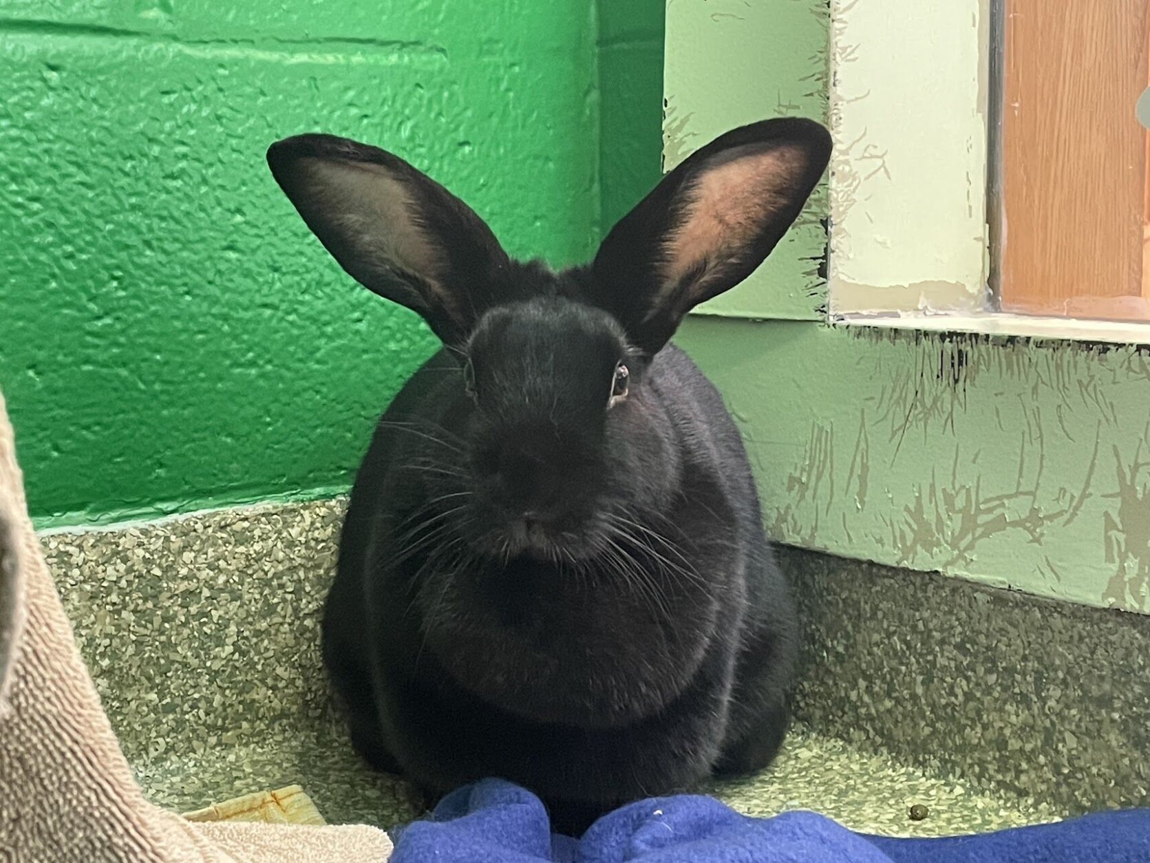 <p>Meet Charley! She is a fantastic girlie bunny with amazing fur and a gorgeous black coat that is so soft!</p>
<p>Charley came to us from another shelter in hopes of being adopted soon. Charley has been a very good and patient bun as she waits for her new family. While here, she has been so sweet, playful, and inquisitive.</p>
<p>In her next home, she would love a big space to hang-out and would love lots of room.</p>
<p>Rabbits can live to up to 10-12 years and often thrive with the company of another bunny (and we can give you great info on how to do bunny introductions). They shed and daily brushings can keep their fur manageable.</p>
<p>Rabbits need and enjoy fresh fruits and veggies, such as blueberries, arugula, basil, cilantro, endives, carrots and carrot tops, apples and most dark leafy vegetables.</p>
<p>Bunnies also need proper wood toys so that they can keep their teeth in good shape.</p>
<p>These neat pets do have unique housing, dietary and set-up needs so be sure to ask our adoptions counselors how to get ready to bring home Charley!</p>
<p>Visit <a href=adopt-2.html target="_blank" rel="noopener">humanerescuealliance.org/adopt</a> to learn more about Charley!</p>
