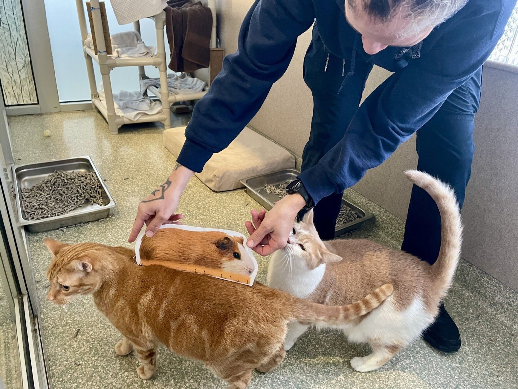 Jr. and Chloe the cats