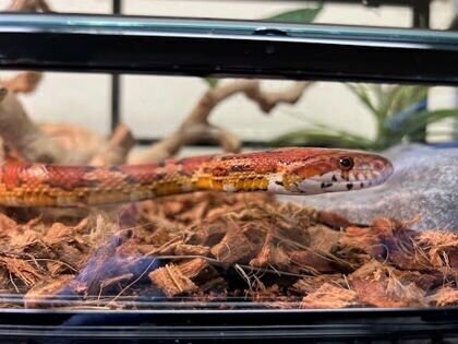 <p>Cornelius is a strikingly gorgeous corn snake with vibrant coloring and a calm, curious nature. Though he once had a home, circumstances changed and he’s now looking for a dedicated, experienced adopter who understands the unique needs of snake companions.</p>
<p>Corn snakes like Cornelius can live over 20 years with proper care, making them a long-term and deeply rewarding commitment. Known for being docile and even-tempered, corn snakes are a great match for both beginner and seasoned reptile enthusiasts alike.</p>
<p>Cornelius enjoys a calm environment where he can explore, bask, and snooze in peace. As a solitary creature, he prefers having his own space. His enclosure should be at least 40 gallons and offer a thermal gradient—about 85°F on the warm side and low 70s°F on the cool side. A basking lamp or under-tank heater helps keep him cozy, and proper humidity supports his shedding and overall health.</p>
<p>Speaking of shedding: younger snakes like Cornelius shed monthly, while adults shed less frequently. You’ll notice his eyes turning cloudy blue or green and a whitish sheen on his skin when it’s time. During these times, he might be a little grumpy—best to let him shed in peace!</p>
<p>Cornelius thrives on a diet of thawed frozen rodents (offered with tongs, please!) and should always have access to clean, fresh water. His habitat should be cleaned weekly to keep him healthy and happy. Suitable substrates include paper-based bedding, reptile carpet, cypress mulch, coconut husk, or aspen shavings.</p>
<p>If you&#8217;re ready to provide the right care, environment, and attention this handsome reptile deserves, Cornelius could be the perfect new addition to your reptile family.</p>
