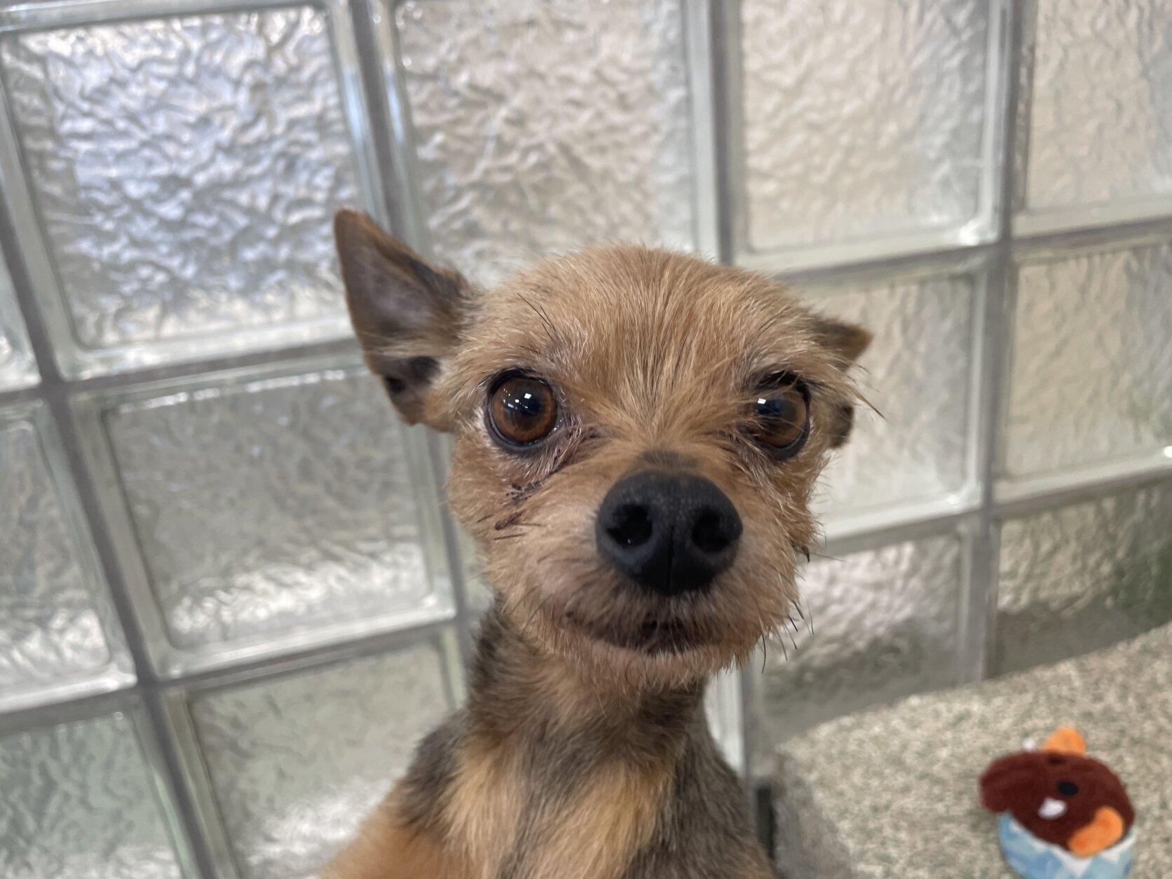 duck duck goose pet of the week