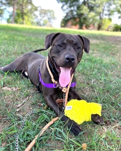 <p>If you’re looking for a sweet and silly companion, Delaney is your guy!</p>
<p>When Delaney first met our animal control officer, he trotted over like he’d been waiting for his ride home all along, and hopped right into the car. How this amazing boy ended up as a stray is beyond us, but we just know his perfect family is out there!</p>
<p>Delaney loves kids but would do best with older ones since he can be a bit exuberant. He also prefers being the only pet, so he can soak up all the love and attention. His favorite activities are curling up on the couch, playing with toys, and heading out for walks. Delaney’s making great progress with his manners — he’s learning to sit, stay, and be patient when he’s excited. At around 80 pounds, Delaney is a big, strong boy with an even bigger heart. He’s a low-maintenance guy who just wants to chill with his humans, and be the best companion he can be. To adopt him, visit <a href=adopt.html target="_blank" rel="noopener">humanerescuealliance.org/adopt</a>.</p>
