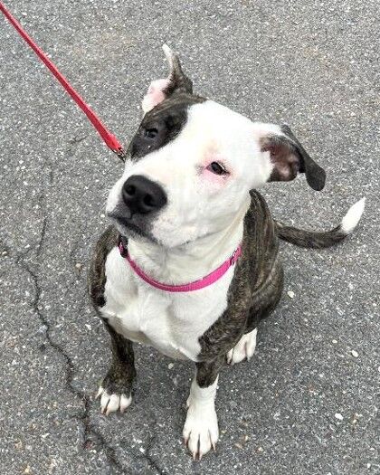 <p>Devon is gentle and very sweet and playful. This pretty girl shared a message with WTOP&#8217;s Pet of the Week:</p>
<p><em>&#8220;Hello, my name is Devon, and I would be in heaven if you decided today to take me home without delay! I came to the shelter from a bit of a rough place and initially I was a bit shy, but I soon realized that the people here are so nice and have good treats, and so I got busy making many friends. Now, when my friends visit me, I even jump a bit because I am just sooo happy to see them. I am an expert leash walker and have already started to acquire some other skills listed in the basic manner&#8217;s curriculum, such as &#8220;sit&#8221; and &#8220;look at me&#8221; (very foundational!). So, I have a lot of potential to become your next best buddy, and I think you should not waste a moment and take me home!&#8221;</em></p>
<p>Devon had a medical condition that impacted her eye health and is just finishing up her surgery recovery — adopters will see her at our shelter in a cone, but she&#8217;s perfectly healthy and ready for her new family!</p>
<p>Visit <a href=adopt-2.html target="_blank" rel="noopener">humanerescuealliance.org/adopt</a> to learn more about Devon.</p>

