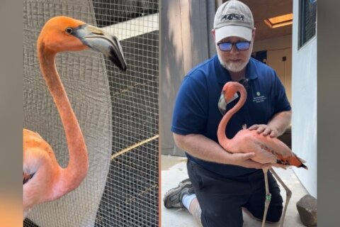 This flamingo at DC’s National Zoo has become a regular at staff meetings