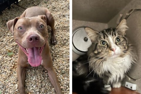 Kaisen the dog (left), and Gibbs the cat (right)