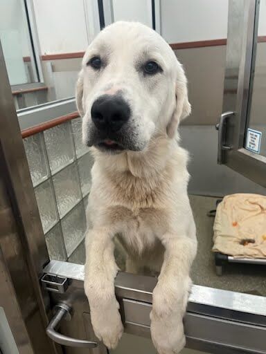 <p>Meet Gary – A gentle giant with a healing heart.</p>
<p>Gary is pure magic. He has a way of healing hearts and lifting spirits just by being himself. When he rests his big head on your lap and gives you those soulful “I love you, man!” eyes, it’s impossible not to melt. The world is truly better with dogs like Gary in it.</p>
<p>This sweet, oversized lovebug is a Great Pyrenees mix who arrived a little underweight, but he’s already making progress with steady meals — and he’s not complaining! Gary is a young pup with a big heart, a big appetite, and big dreams of finding a home filled with love (and snacks).</p>
<p>If you’re a fan of the big boys and looking for a loyal companion who’s equal parts cuddler and cheerleader, Gary might just be your perfect match. Come meet him soon—he’s a lover, a healer, and a true gentle soul.</p>
<p>To meet Gary, visit <a href=adopt.html target="_blank" rel="noopener">humanerescuealliance.org/adopt</a>.</p>
