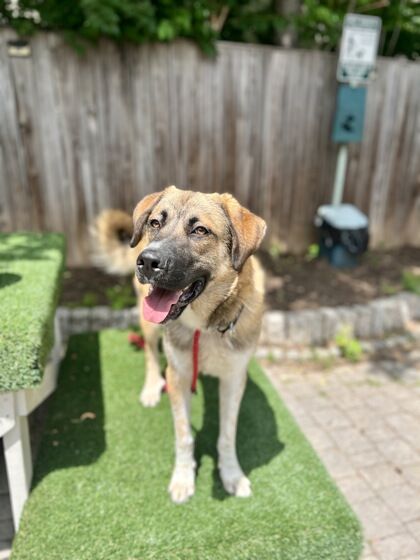Gaston the dog outside