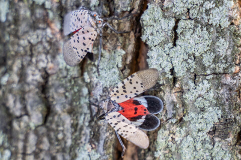 ‘If you see them, squish them’: Local arborist on the return of spotted lanternflies