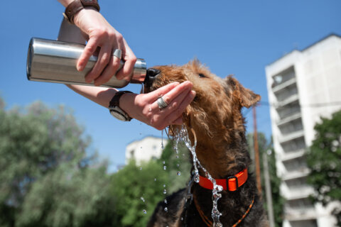What you need to know about the effects of extreme heat on pets