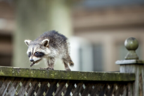 Why ‘rescuing’ a baby animal does more harm than good