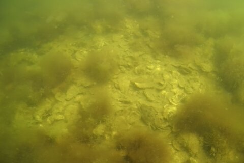 Oysters overboard! Why oysters farmed for food are headed back to the Chesapeake Bay