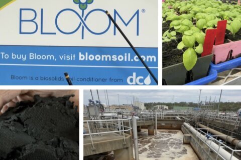 Spring in Bloom: Making fertilizer from every flush in the DC region