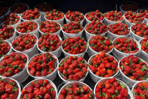 A berry good and juicy time awaits at this Loudoun Co. strawberry festival