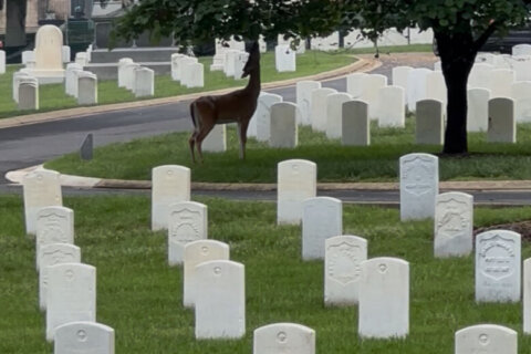 Learn the story of the man who is credited with starting Memorial Day