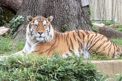Spend a day with tigers at the Smithsonian’s National Zoo