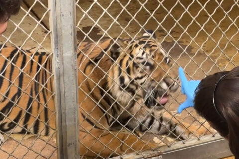 Cool job alert! What’s it like working with tigers at the National Zoo?