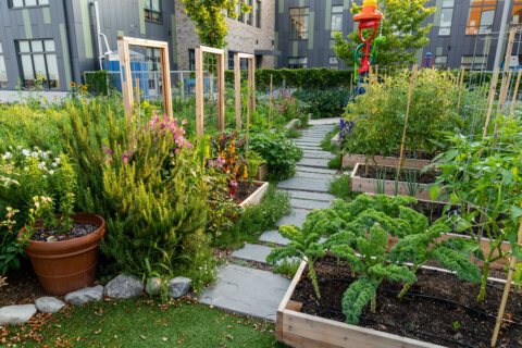 DC nonprofit expands free farmers’ markets to feed Ward 7 and 8 families this summer
