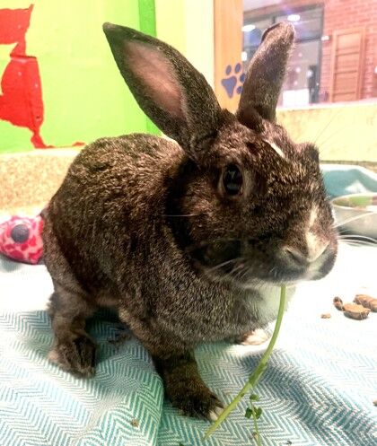 pet of the week lester