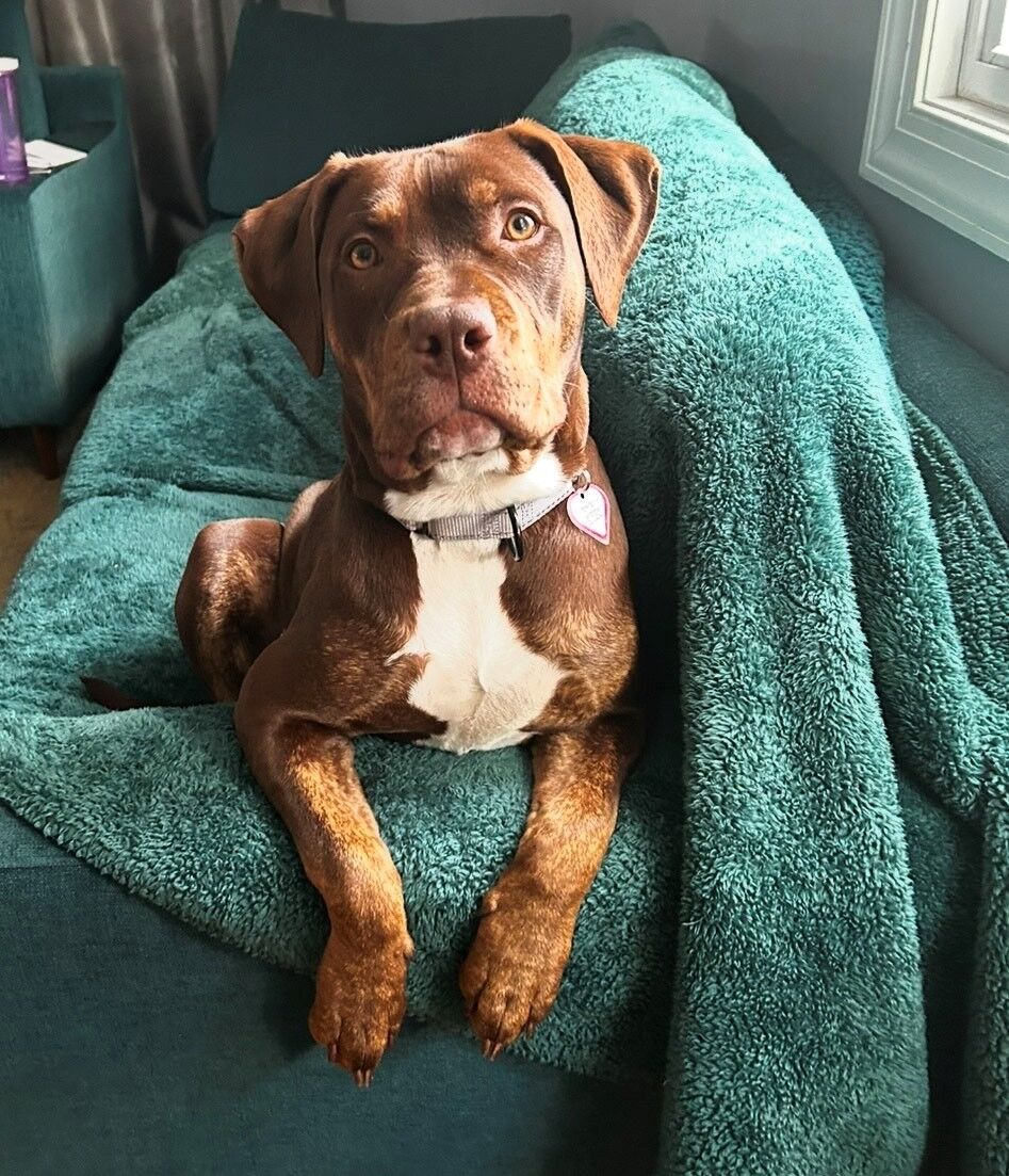 Pet of the Week: Madonna