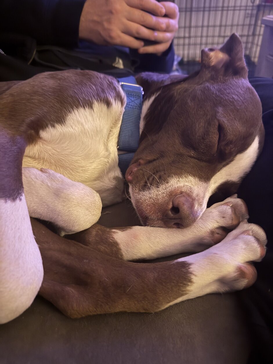 Pet of the Week: Myers