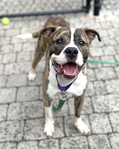 <p>Meet Nelson!</p>
<p>He is a big lug of a fella with a smile that won&#8217;t quit! You might say he is a goofball, but that adds to his charm.</p>
<p>Nelson arrived after a rough start, but he is blooming every day! He does very well with his doggie pal Winnie and seems to find comfort hanging with other pooches.</p>
<p>Nelson loves receiving yummy treats and takes them so gently and sweetly. What a darling pup!</p>
<p>Nelson is a youngster who will thrive with folks who want to help him build his confidence. He&#8217;s making many gains and learning to walk nicely on a leash, so he&#8217;s eager to learn.</p>
<p>Nelson is a VERY GOOD BOY, and he hopes you visit him today.</p>
<p>Visit <a href=adopt-2.html target="_blank" rel="noopener">humanerescuealliance.org/adopt</a> to learn more about Nelson!</p>
