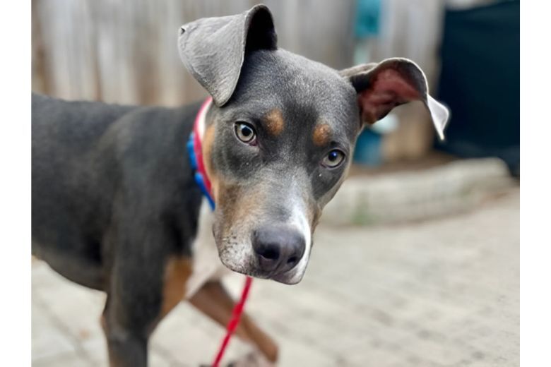 Meet Smokey the dog.
