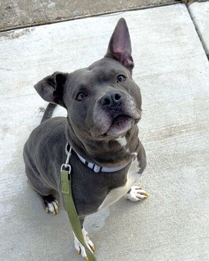 <p>Nylee is a vision of beauty! Her sleek grey coat and alert ears make her a real head-turner. She is magnificent. She is also available to be your best friend.</p>
<p>Nylee was quite lost, but a kind person helped her to safety. Since her arrival, she has been an eager gal to go for fun walks and to play! She is active and frisky and adores receiving love and affection. Nylee was a bit bashful when she arrived, but after a few good shake-offs, she was ready to go!</p>
<p>A volunteer who recently spent time with her had this to share: &#8220;Nylee is a charming and curious girl who will steal your heart! She&#8217;s smart. She already knows &#8220;sit,&#8221; especially when treats are involved. Nylee is the perfect mix of playful and loving, making her a joy to have by your side!&#8221;</p>
<p>Nylee is a very good girl in need of love and affection and compassion. Can you give her the wonderful home she so wants?</p>
<p>If so, meet this lovely gal today! Visit <a href=adopt-2.html target="_blank" rel="noopener">humanerescuealliance.org/adopt</a> to learn more.</p>

