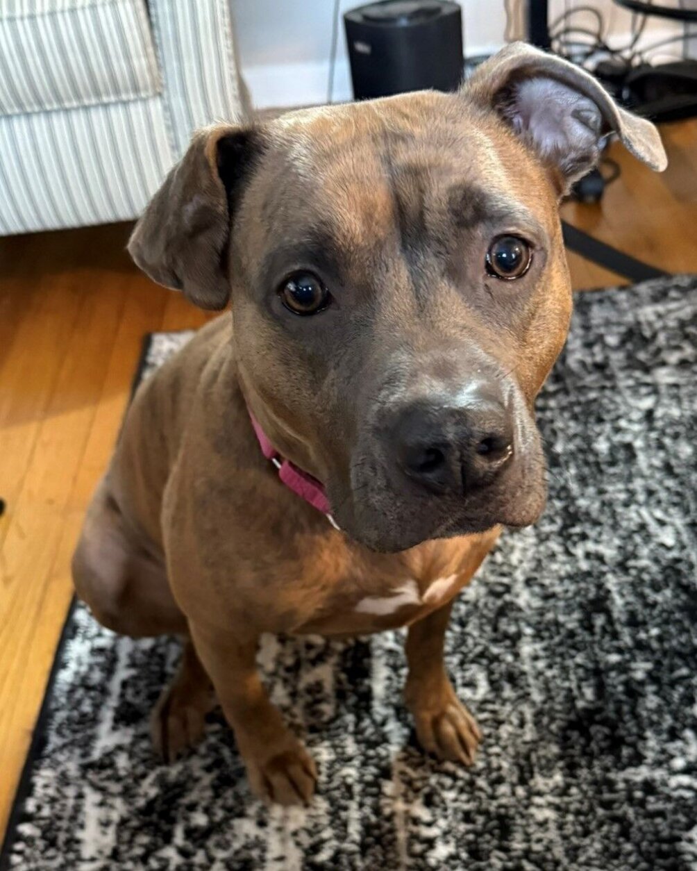 <p>Meet Oodles — the wiggly, affectionate pup who’s ready to find her new home! This sweet girl is all about balance. She’s got plenty of energy for outdoor adventures and zoomies, but is also a certified couch snuggler.</p>
<p>Oodles is great with people (kids included!) and does well in the car, making her the perfect companion for road trips and weekend adventures. She’d love a doggie sibling who matches her energy, but she’d also thrive as the only pup in a loving home.</p>
<p>Her ideal family? Someone who can spend lots of time with her! A work-from-home setup would be amazing. She’d love a backyard, but regular walks and sniffy adventures around the neighborhood work just as well. She’s a smart cookie, treat-motivated and a pro at solving puzzle toys.</p>
<p>If you&#8217;re looking for a loyal, cuddly and intelligent pup to be your adventure buddy (and your living room shadow), Oodles is your girl! To learn more or to set up a meet and greet, visit <a href=index-2146.html
