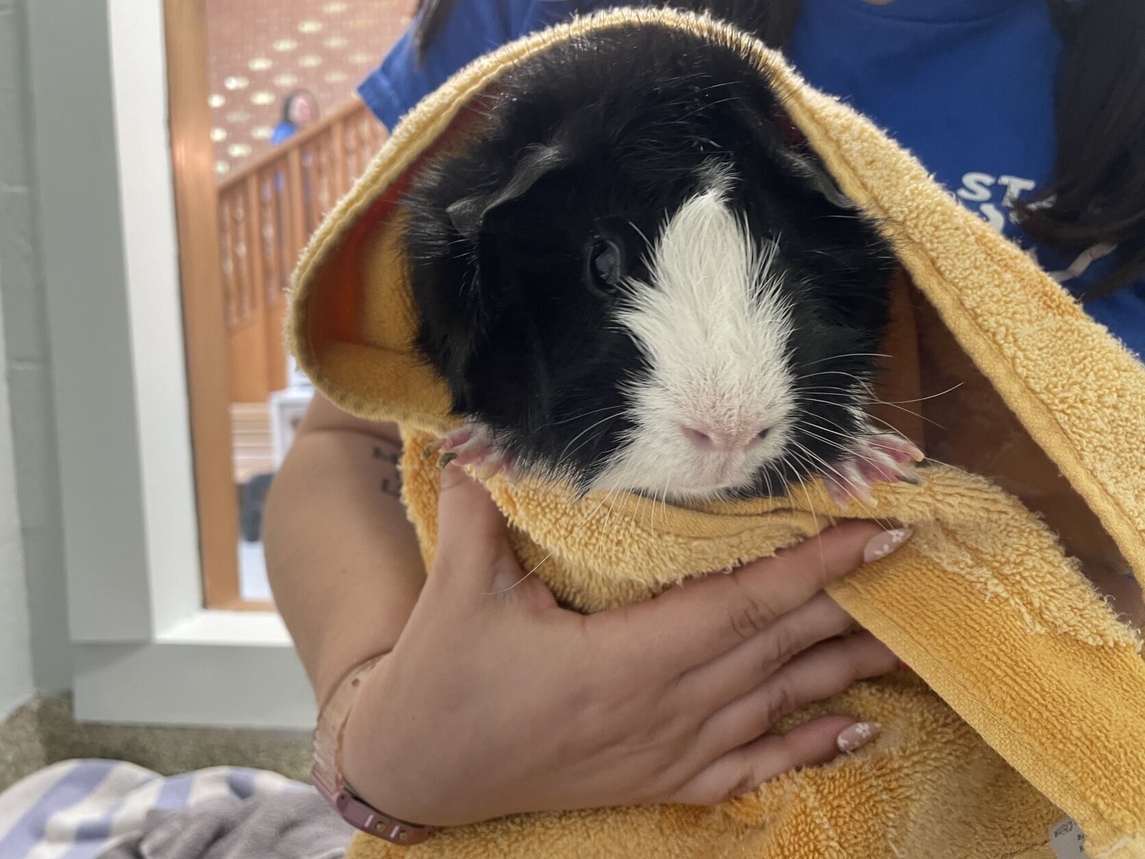 <p>Oreo is a classic black-and-white guinea pig with the most adorable little nose you’ve ever seen! This sweet piggie is social, curious and loves both playtime and cuddle sessions in a warm lap.</p>
<p>Oreo might enjoy the companionship of another male piggie, as guinea pigs are very social animals and thrive in groups. When he first arrived, Oreo needed a bit of basic care — his nails were quite long — so his future home will need to be attentive to regular grooming and overall guinea pig care.</p>
<p>Piggies like Oreo are active and playful pets. They enjoy fresh veggies and fruits daily — favorites often include bananas, broccoli, celery and carrots — as well as unlimited hay and quality pellets. They also need large, comfortable spaces to explore, nap and play, along with safe chew toys to keep their continuously growing teeth in check.</p>
<p>If you&#8217;re ready to provide a loving and well-prepared home for Oreo, be sure to speak with our adoption counselors. They’ll help you understand everything you need to get started with housing, nutrition and enrichment for your new piggie pal!</p>
