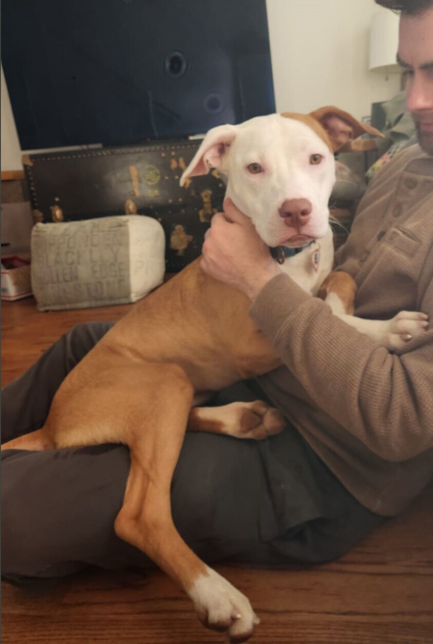 <p>Meet Peppa, the most dapper dog you&#8217;ll ever see! With her unique brown and white markings, she&#8217;s always dressed to impress.</p>
<p>Peppa is a curious one-year-old pup who knows how to have a good time and entertain herself. She adores being close to her humans for snuggles, making her the perfect mix of active and chill — ready for adventures and long naps alike.</p>
<p>This sweet girl is a quick learner and eager to please! In just one week at her foster home, she mastered commands like sit, down, leave it, and come. Imagine all the other amazing tricks and skills she’ll pick up with your guidance.</p>
<p>Peppa’s a social butterfly, too! She hit it off with the resident dog at her foster home and made fast friends with pups she met on walks.</p>
<p>Ready to sprinkle some Peppa into your days? Learn more about her or set up a meet-and-greet at <a href=adopt.html target="_blank" rel="noopener">humanerescuealliance.org/adopt</a>.</p>
