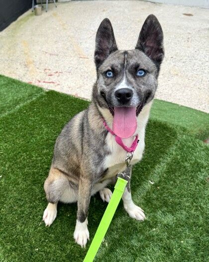 <p>Meet Rita, a lovely, lively, and full of charm who is ready to steal your heart (and maybe your sneakers for a game of keep-away)!</p>
<p>Rita is the total package: affectionate, playful and whip-smart. She loves soaking up attention, leaning in for pets with those irresistible &#8220;please-love-me&#8221; puppy dog eyes.</p>
<p>Playtime is Rita&#8217;s jam. She&#8217;s a toy enthusiast and hopes her forever family is ready for plenty of trips to the toy aisle. Volunteers and staff adore her because she&#8217;s not only eager to please, but incredibly sharp—always tuned in and ready to learn.</p>
<p>Rita thrives with active, experienced adopters who are ready for fun, mental stimulation and a bit of a workout. Like many of her breed, she has a high prey drive and prefers to be the one and only pet in the home.</p>
<p>To adopt her, visit <a href=adopt.html target="_blank" rel="noopener">humanerescuealliance.org/adopt</a>.</p>
