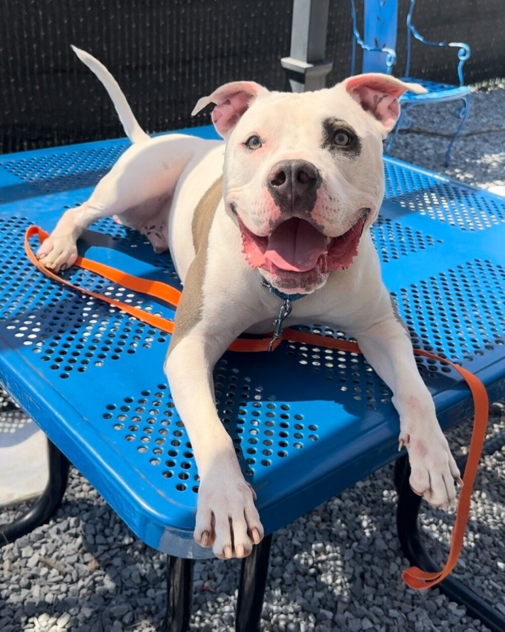 Pet of the Week: Scrappy
