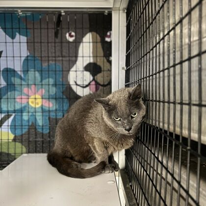 Sharon the cat in a crate