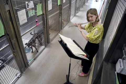 Volunteers play music to soothe shelter animals