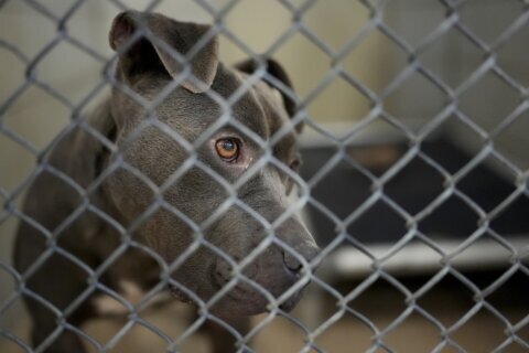 What pet owners should be asking when boarding their pets