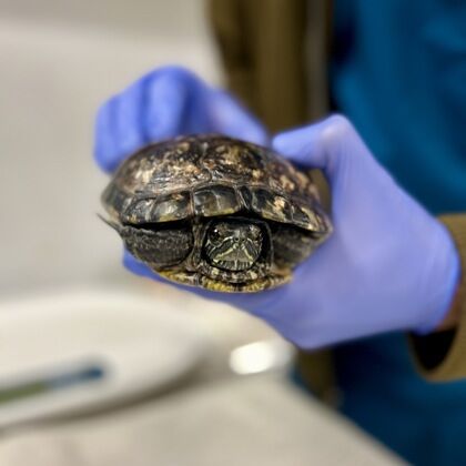 <p>Meet Sonic – A seasoned professional ready to work!</p>
<p>Sonic is a sweet adult yellow-bellied slider with a calm demeanor and a heart full of potential. He’s currently recovering from a bit of shell rot, but he’s in good form overall and making steady progress. Sonic would thrive in a home with experienced turtle keepers who can support his continued healing and give him the specialized care he deserves.</p>
<p>Yellow-bellied sliders are popular aquatic turtles, but they do have unique needs to stay healthy and happy.</p>
<p>Sonic will require:</p>
<ul>
<li>A large, clean tank (at least 75 gallons for one adult) with strong filtration</li>
<li>A basking area with a temperature of about 88°F (31°C)</li>
<li>UVB and UVA lighting to support shell and bone health</li>
<li>A varied diet including commercial turtle pellets, leafy greens (romaine, collards, spinach) and occasional treats like mealworms, crickets, or feeder fish</li>
<li>No gravel—it can be harmful if ingested. Sand or a bare-bottom setup is ideal</li>
</ul>
<p>Yellow-bellied sliders are long-lived companions and can live 20–30 years or more, so adopting Sonic is a long-term commitment. But for the right person or family, he’ll be a fascinating and rewarding friend.</p>
<p>To meet Sonic, visit <a href=adopt.html target="_blank" rel="noopener">humanerescuealliance.org/adopt</a>.</p>
