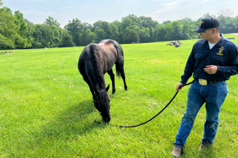 A historic cavalry prepares to trot in the Army’s 250th birthday parade