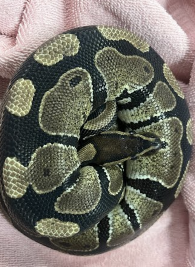 <p>Pickle Rick is a handsome snake with a story that deserves a happy ending. He was sadly left in a tank outside the shelter — a tough start for such a gentle creature. But despite his rough start, Pickle Rick has proven to be curious, calm and surprisingly charming.</p>
<p>He’s easy to care for, enjoys exploring his enclosure and thrives with a proper heat source, hideaways and regular handling. Pickle Rick would do best with someone familiar with reptile care or ready to learn the ropes of responsible snake ownership.</p>
<p>If you&#8217;re looking for a unique, low-key companion and have room in your heart (and your home) for a snake who deserves a fresh start, Pickle Rick might just be your perfect match.</p>
