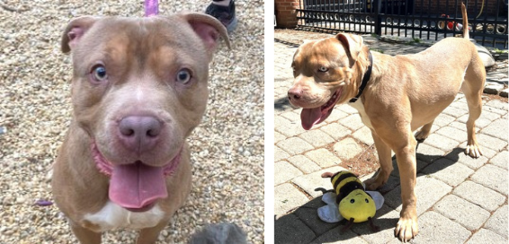 <p>Zuzu wants <em>you</em>! This joyful, wiggly boy is bursting with love and sporting one of the most charming doggie smiles you’ve ever seen.</p>
<p>Once part of a home, Zuzu sadly had to say goodbye due to landlord restrictions—but he hasn’t let that dampen his spirits. Now, he’s on the lookout for a fun-loving, adventurous family who’s ready for endless tail wags, big-hearted cuddles, and long, frisky walks.</p>
<p>Zuzu is a certified good boy. He loves to lean in for pets, soak up affection, and make new friends wherever he goes. Whether you’re hiking a trail or chilling on the couch, Zuzu is all in—just happy to be by your side. If you&#8217;re ready to welcome a sweet, social, and seriously handsome young pup into your life, Zuzu is waiting with open paws. He&#8217;s also lived well in a home with a cat before and would love an animal sibling.</p>
<p>Could he be your perfect match? Head to <a href=adopt.html target="_blank" rel="noopener">humanerescuealliance.org</a> or head to our 71 Oglethorpe St NW shelter to meet him!</p>
